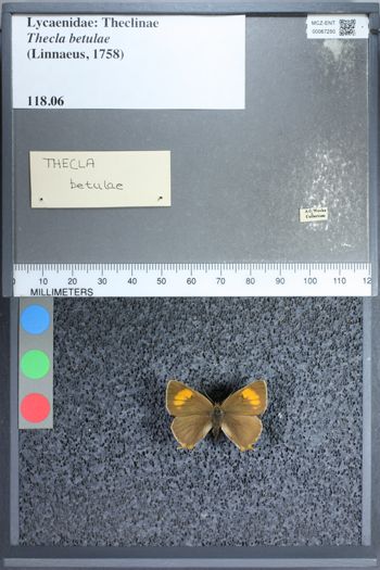 Media type: image;   Entomology 67250